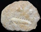 Enchodus Jaw Section - Cretaceous Fanged Fish #38439-1